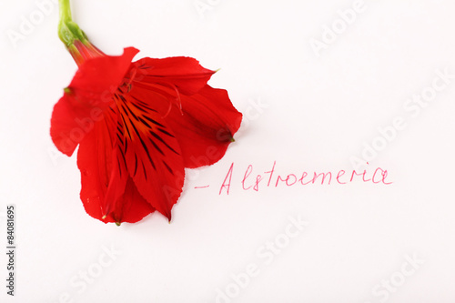 Beautiful alstroemeria with inscription isolated on white