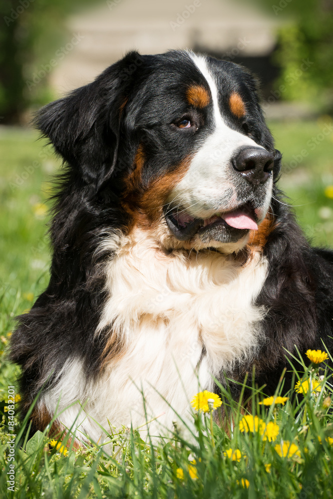 Bernese mountain dog laying on grass