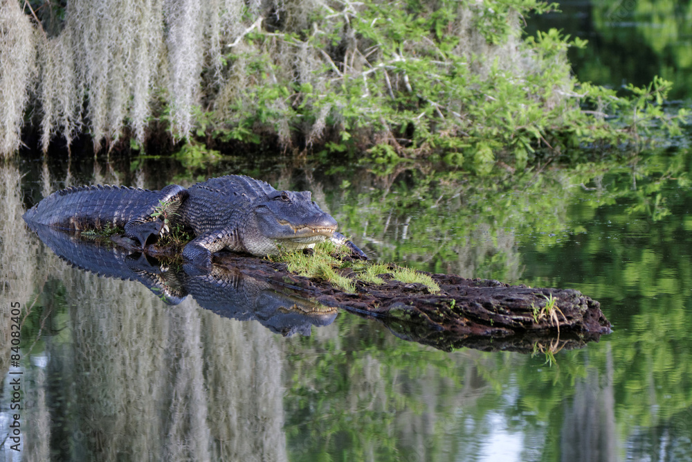 Fototapeta premium Alligator dans les Bayous de Louisiane