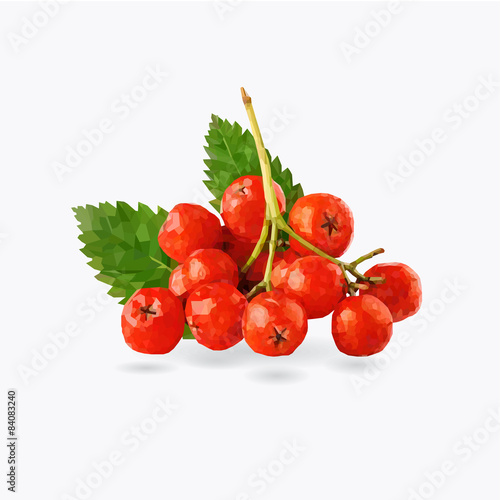 Red rowan low poly vector illustration.