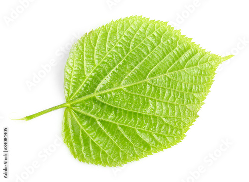 Beautiful green leaf with water drops isolated on white