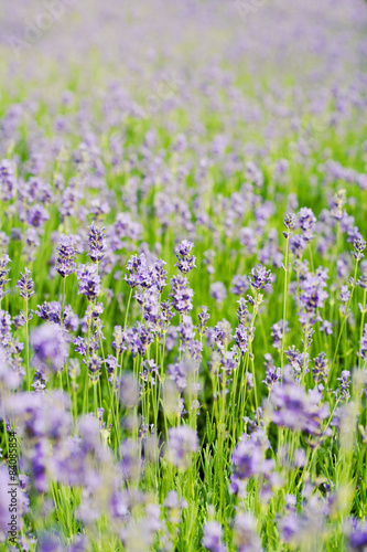 Summer lavender flower field, can be used as background