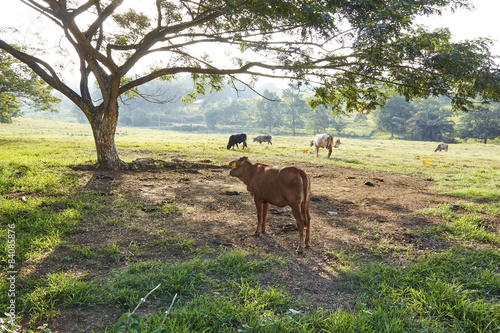 Fototapeta Naklejka Na Ścianę i Meble -  Swiss cows on farm