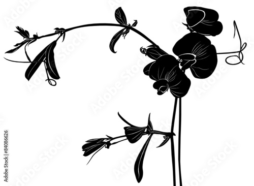 Sweet pea