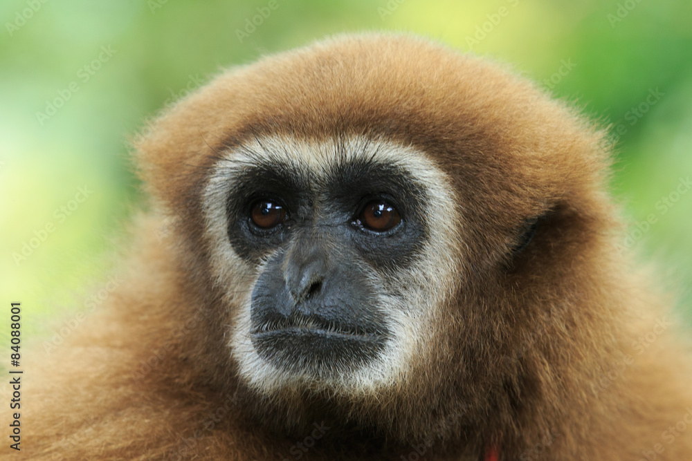 Fototapeta premium gibbon