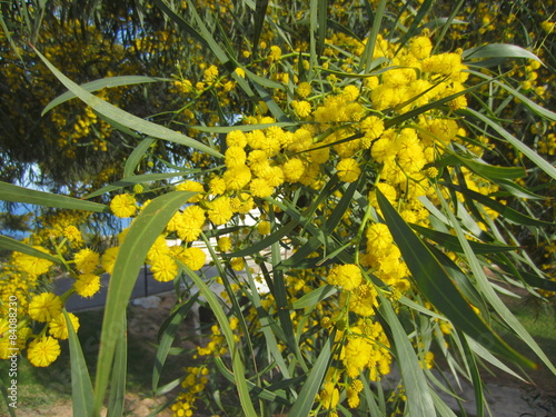 Golden Wattle (Acacia pycnantha) in flower photo