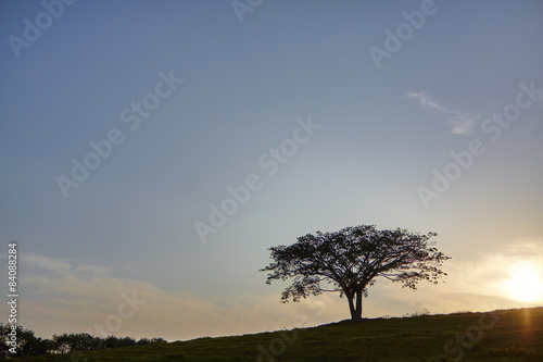 Sunset lonely silhouette tree