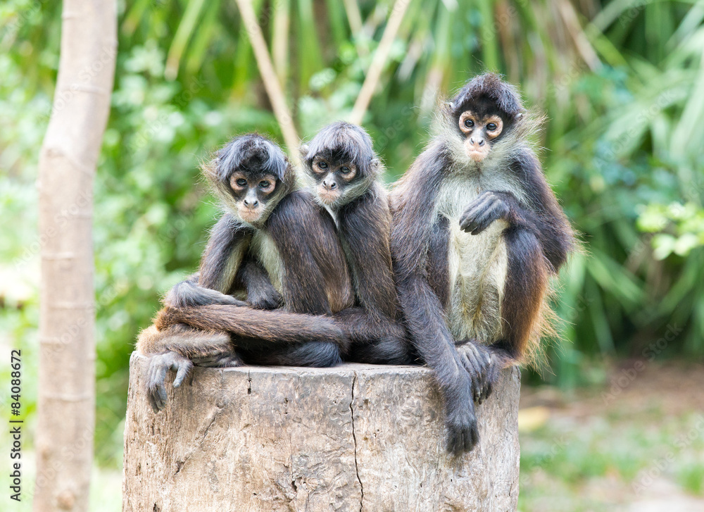 Fototapeta premium Spider monkey