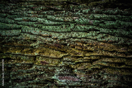 fragment of an old tree bark covered with moss