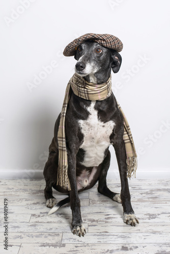 Fototapeta Naklejka Na Ścianę i Meble -  Dog Wearing Flat Cap