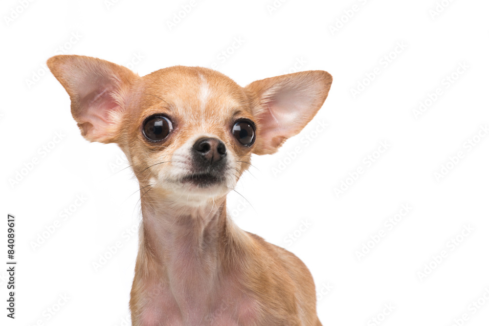 Cute chihuahua dog portrait isolated at a white background