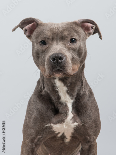 Pitbull portrait at a grey background foto de Stock | Adobe Stock