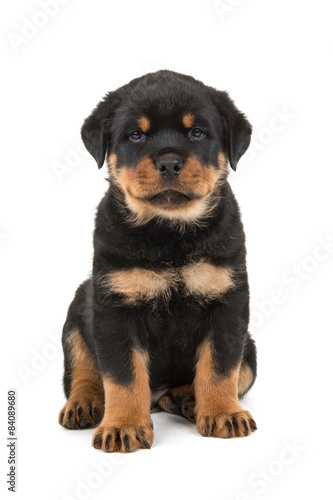 Cute sitting rottweiler puppy isolated on a white background