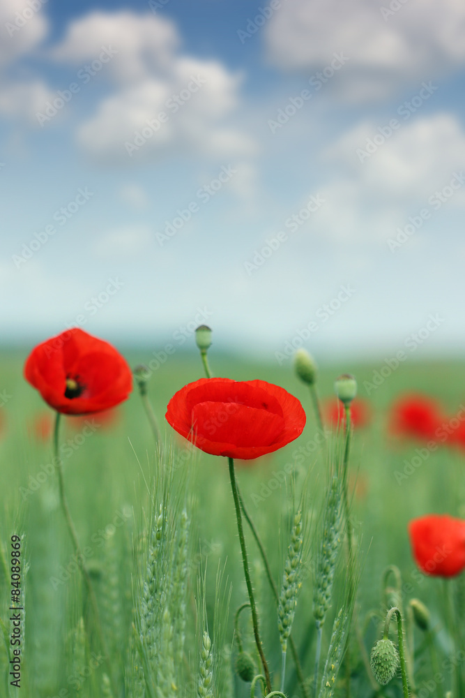 Naklejka premium poppy flowers field nature landscape
