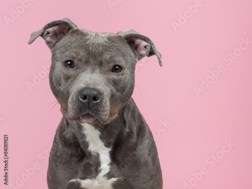 Portrait of a sweet looking pitbull dog at a pink background photo