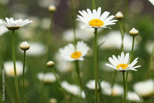 white daisy wild flowers meadow closeup