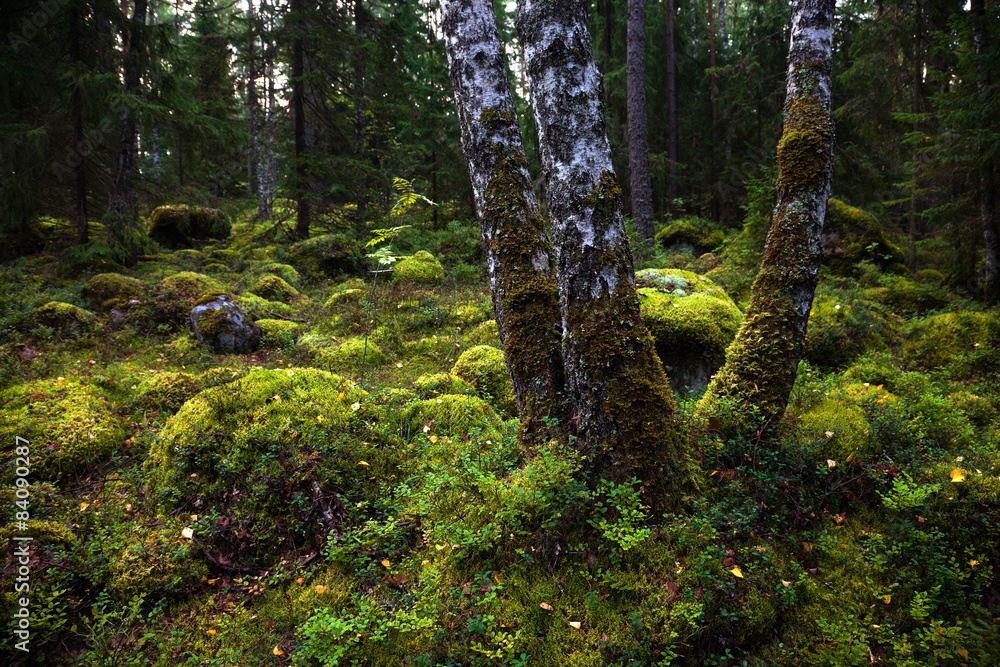 Fototapeta premium Forest