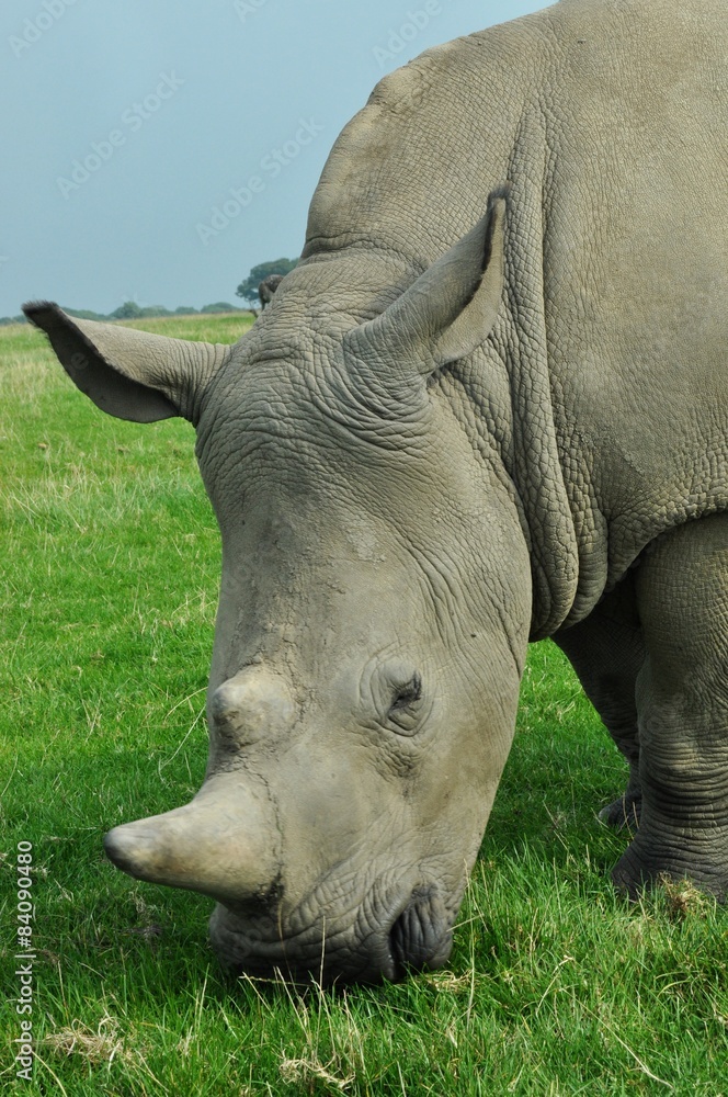 Fototapeta premium White rhino eating green grass on a paddock
