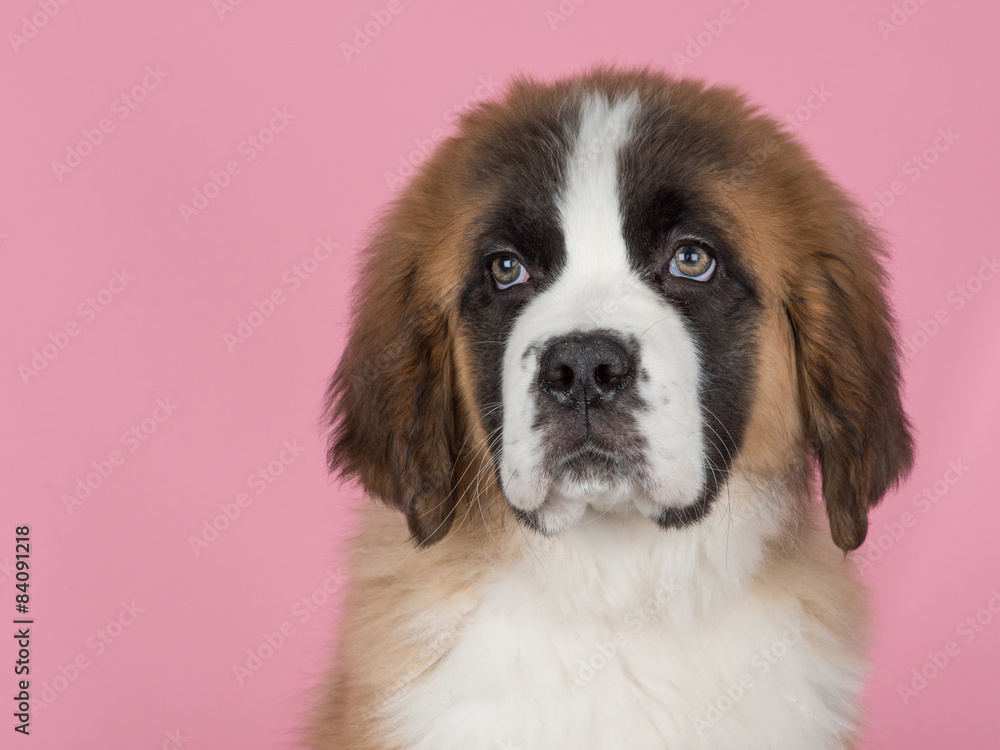 Cute saint bernard puppy at a pink background