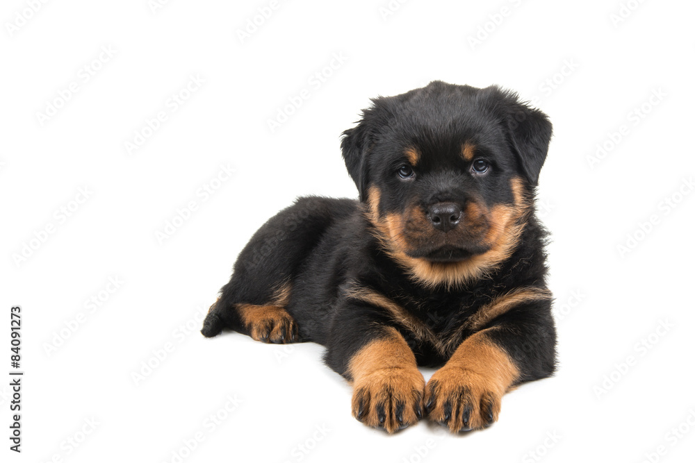 Cute lying down rottweiler puppy looking in the camera isolated at a white background