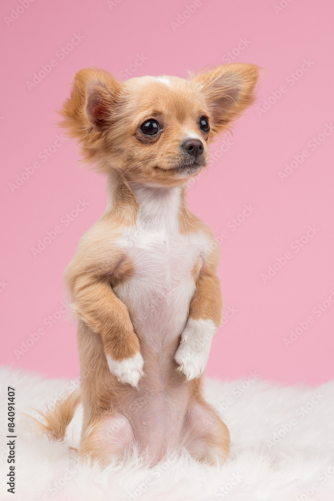 Cute chihuahua puppy sitting upright begging at a pink background Cute chihuahua puppy sitting upright begging at a pink background