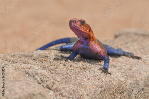 Colourful  lizard, agama from Tanzania resting on a wall