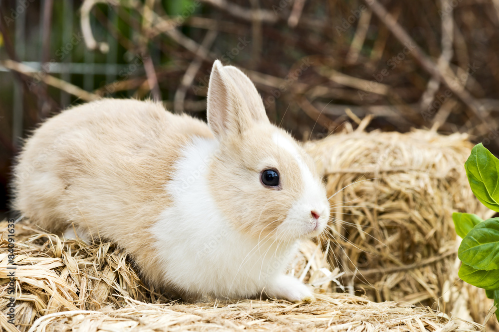 Fototapeta premium Kaninchen im Garten