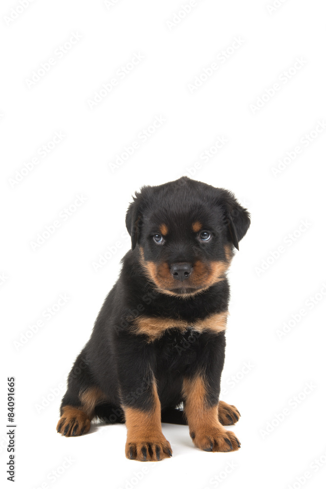 Rottweiler puppy sitting and looking like he is guilty or sorry isolated on a white background Rottweiler puppy sitting and looking like he is guilty or sorry isolated on a white background
