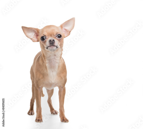 Fototapeta Naklejka Na Ścianę i Meble -  Cute standing chihuahua dog at a white background