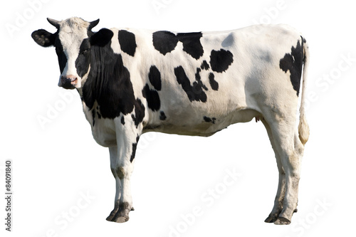 Obraz na płótnie Krowa na białym tle