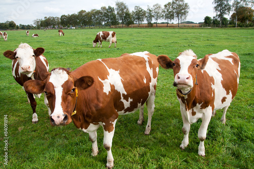 Brown white cows