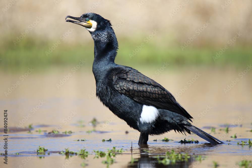 Fototapeta premium Kormoran