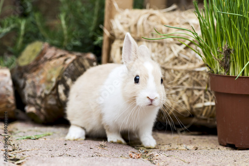 Kaninchen im Garten © Claudia Paulussen