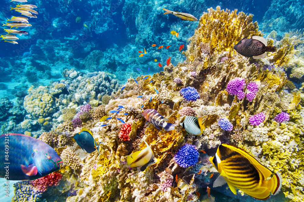 Fototapeta premium Underwater world with corals and tropical fish.