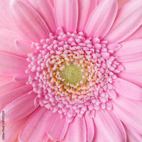 Gerbera