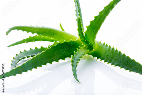 Aloe Vera leaves