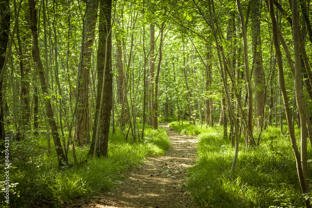 Fototapeta premium Ścieżka w pięknym zielonym lesie latem