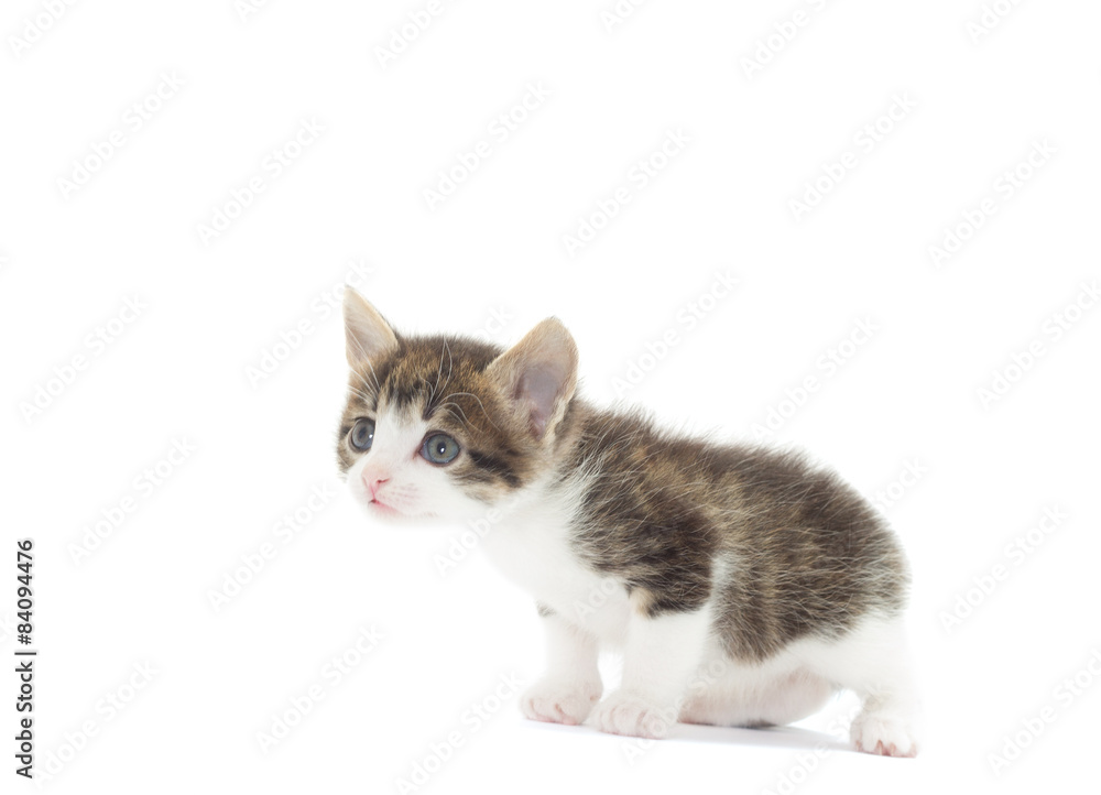 Obraz premium sweet kitten on a white background