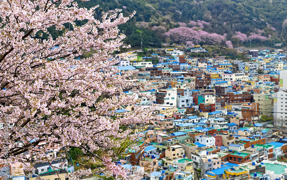 Sakura tree at Gamcheon Culture Village, Busan