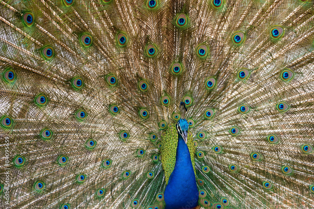Fototapeta premium beautiful peacock with feathers out