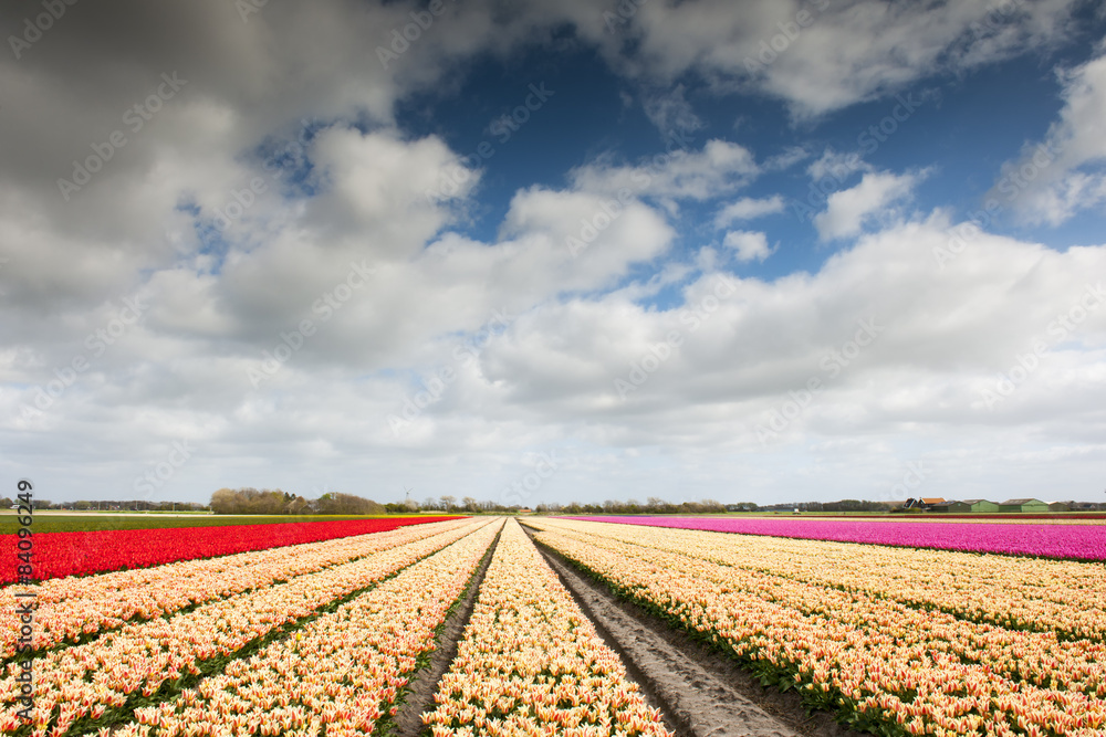 Tulip field woth different colors and cloudy sky above, North Holland, the Netherlands.