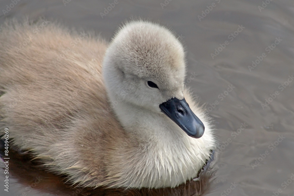 Baby Mute Swan swimming on calm waters
