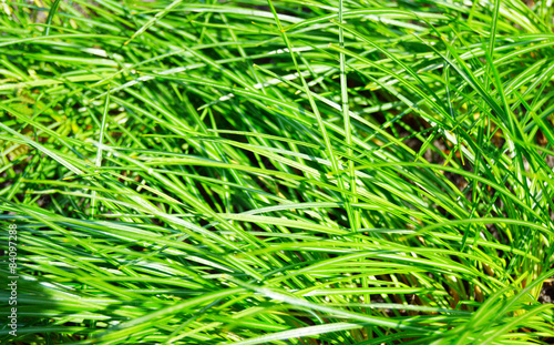 stalks of green grass background
