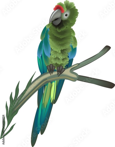 Sitting green macaw parrot