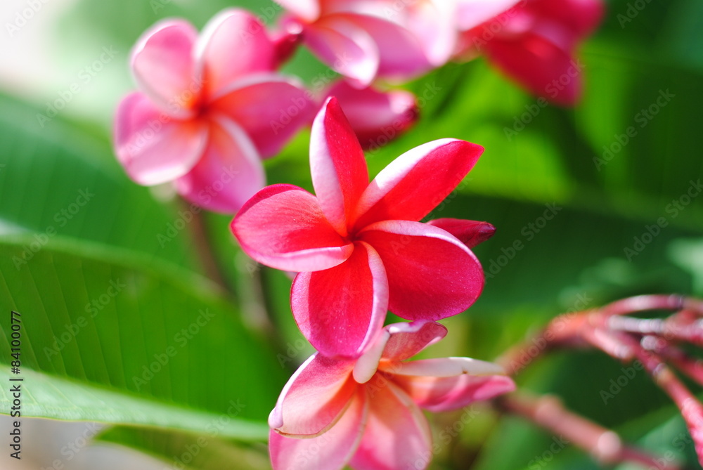 plumeria,flowers,nature,background,frangipani,bloom