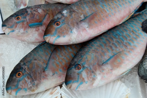 Parrotfish