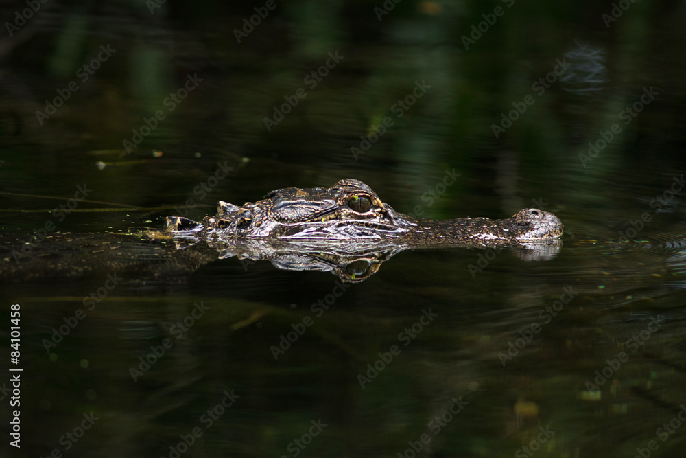 American alligator in The water American alligator in The water