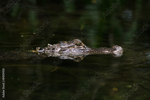 American alligator in The water