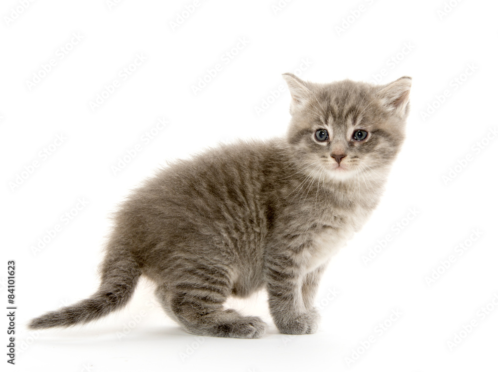 Cute tabby kitten Cute tabby kitten