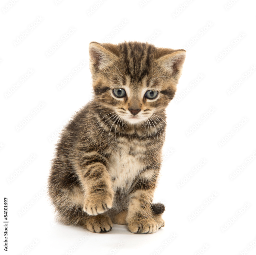 Obraz premium Two tabby kittens